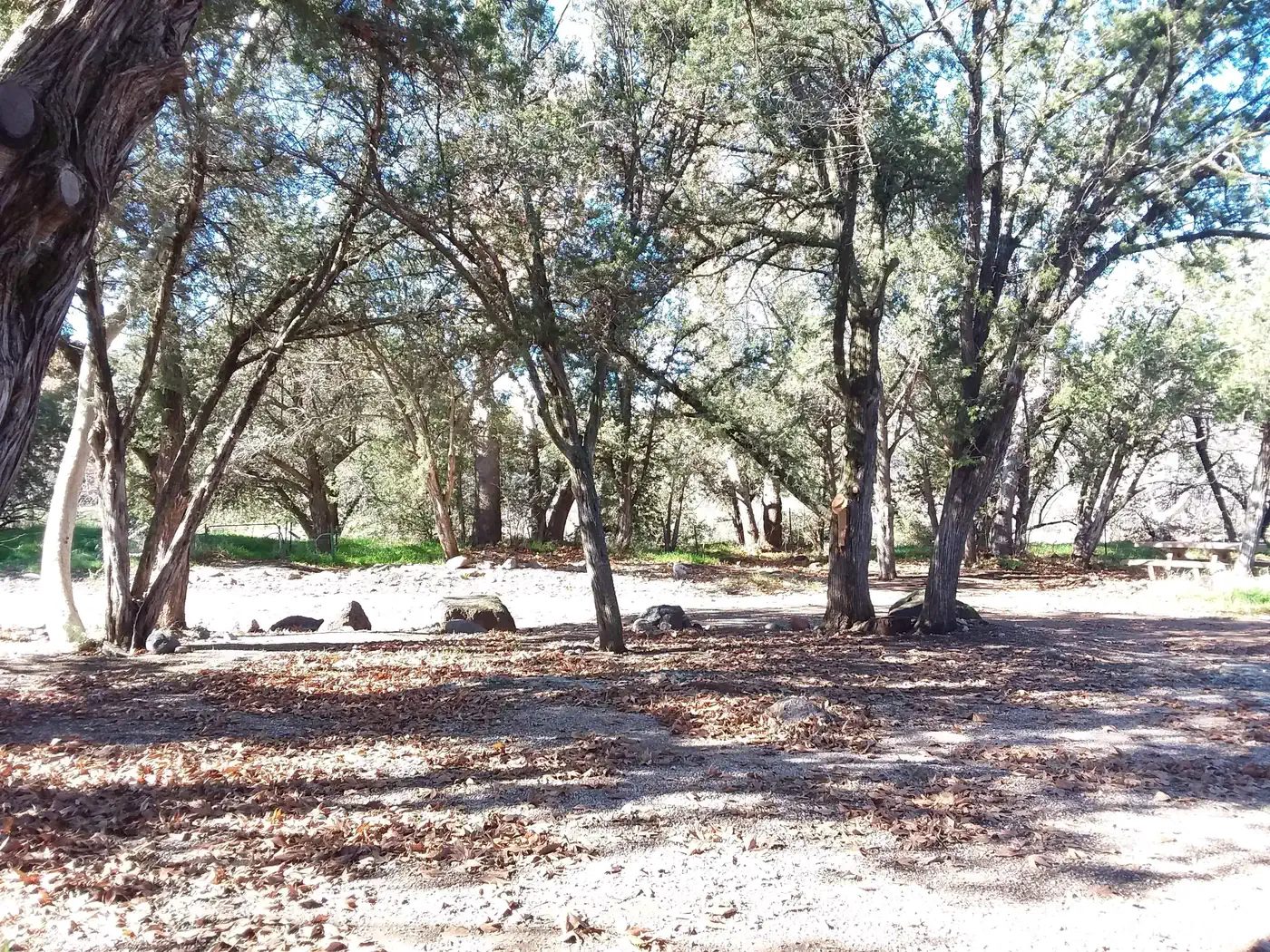 Shaded open area under juniper and sycamore