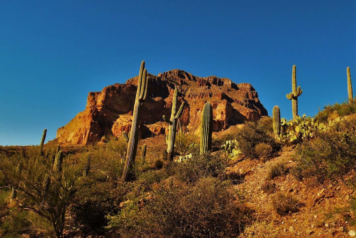 Saguaros on the MTM ride